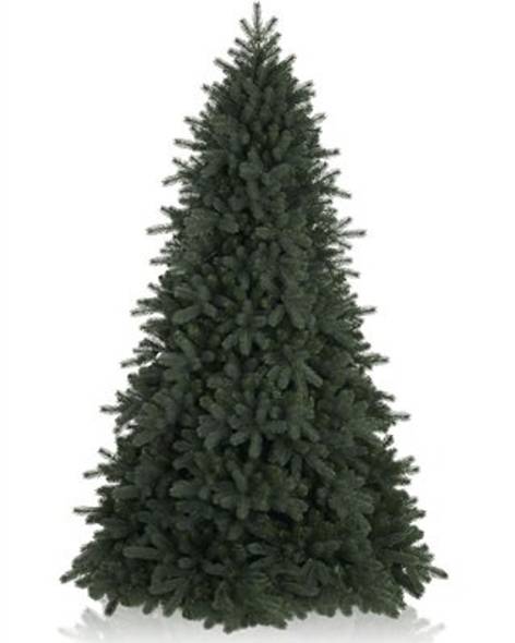 King Mountain Pine Tree- child-1